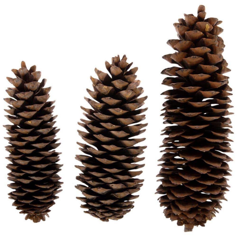 12 in. Sugar Pine Cones Arrangement (6-Pack)