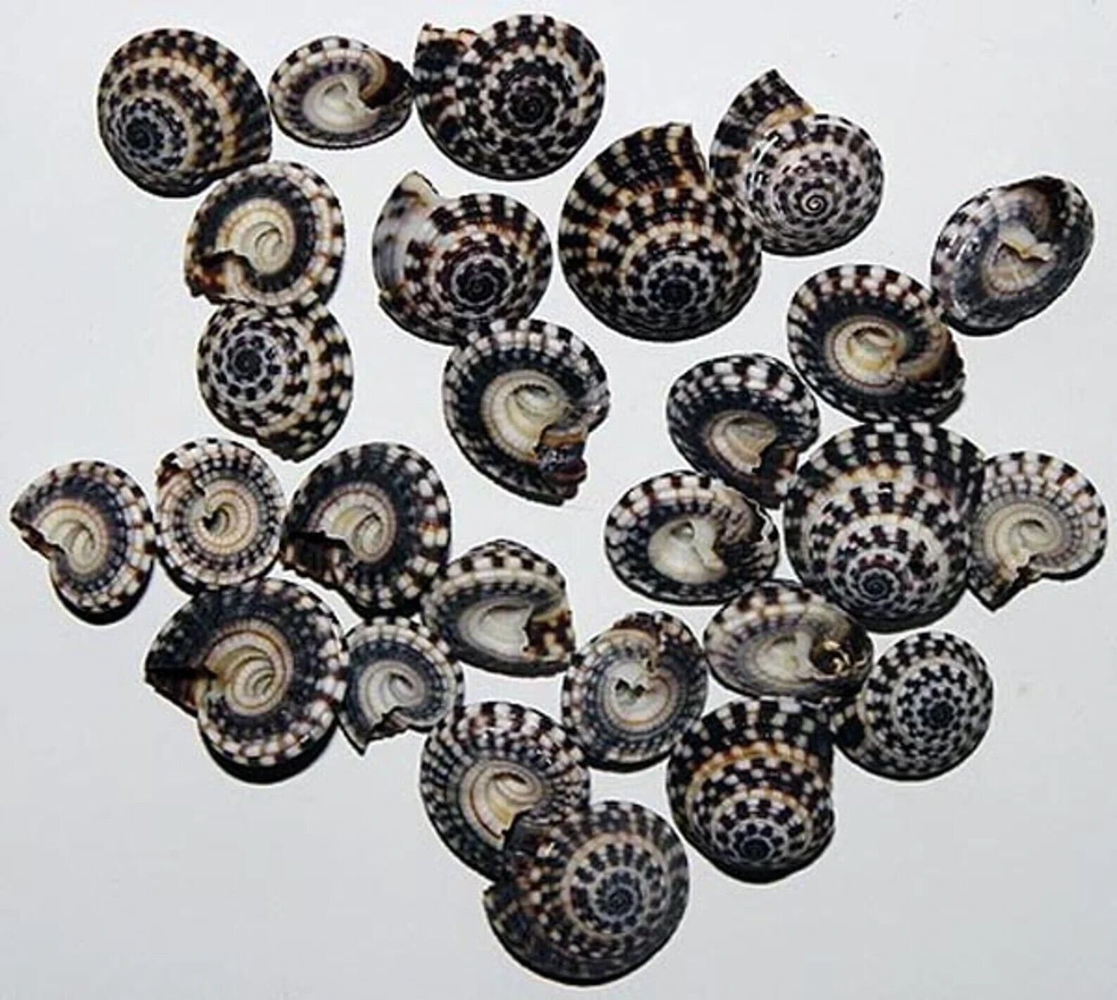 Cylinder Sundial ~ Heliacus Seashells ~ 1/2"~ (10 Shells)