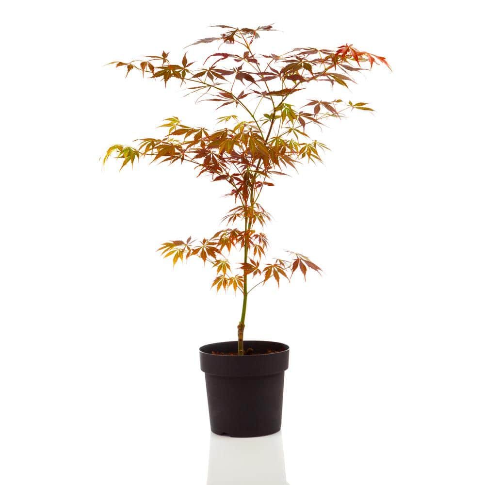 1 Gal. Bloodgood Japanese Maple Tree - Dark Red Leaves, Cold Hardy,...