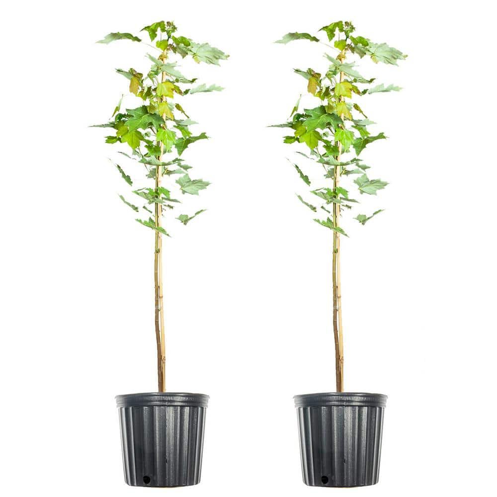5 Gal. October Glory Maple Tree (2-Pack)