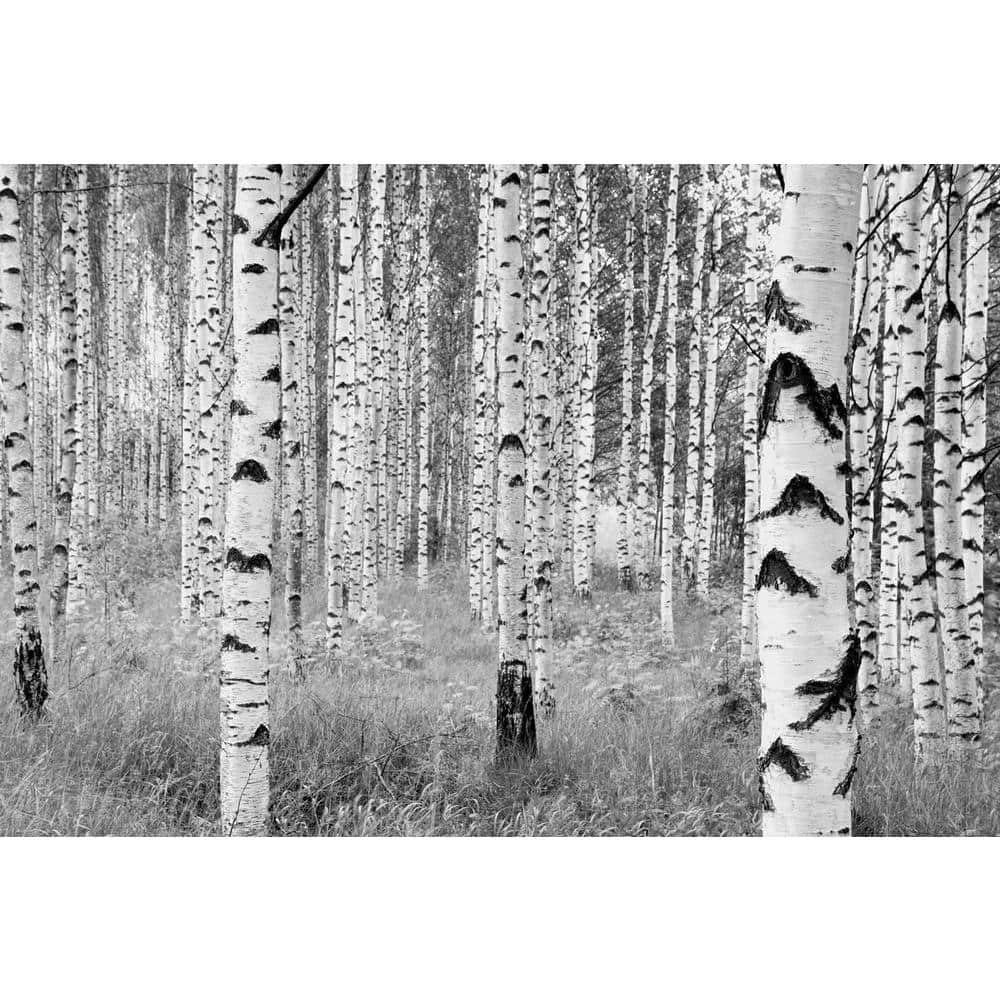 98 in. H x 145 in. W Birch Forest Wall Mural