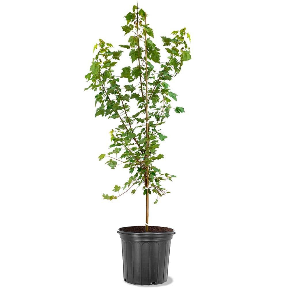 October Glory Red Maple Shade Tree