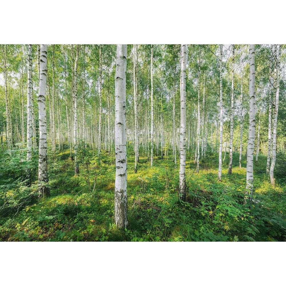 Sunny Day Nature Wall Mural