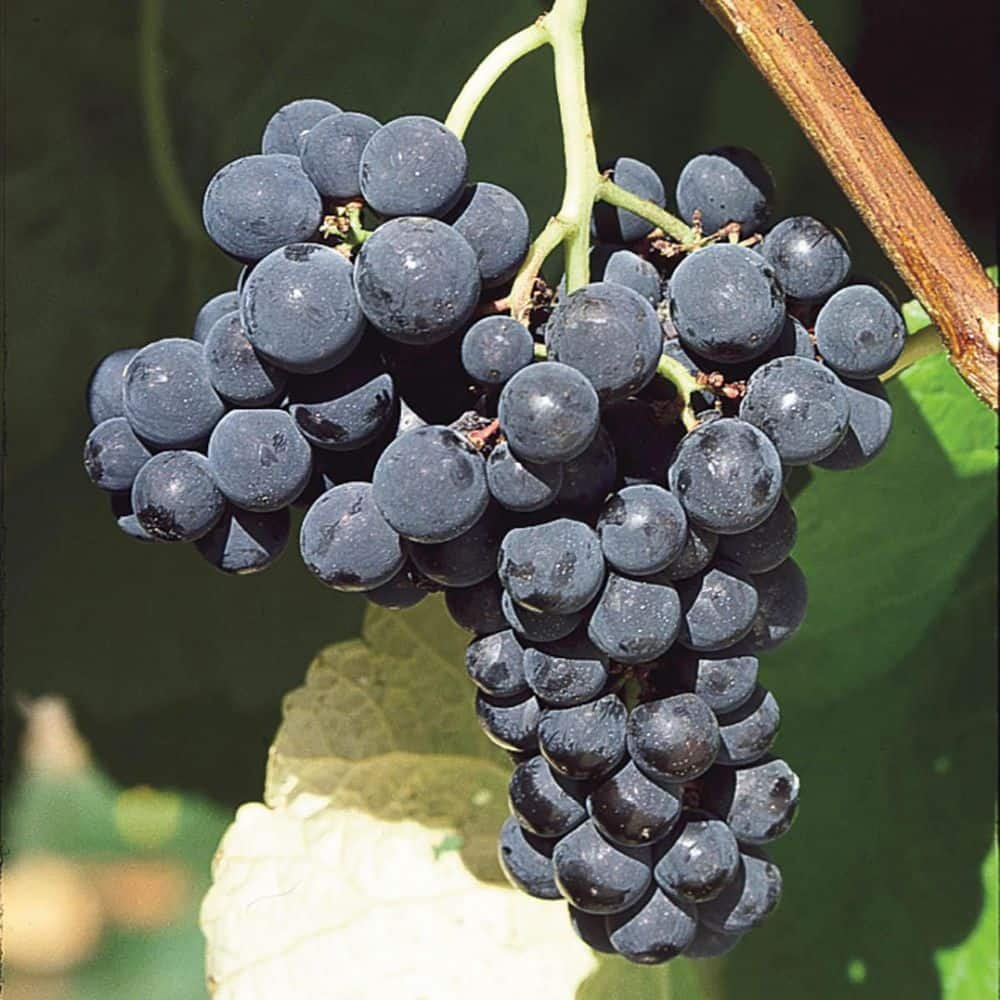 1.50 Gal. Pot, King of the North Grape (Vitis), Live Deciduous Fruit...