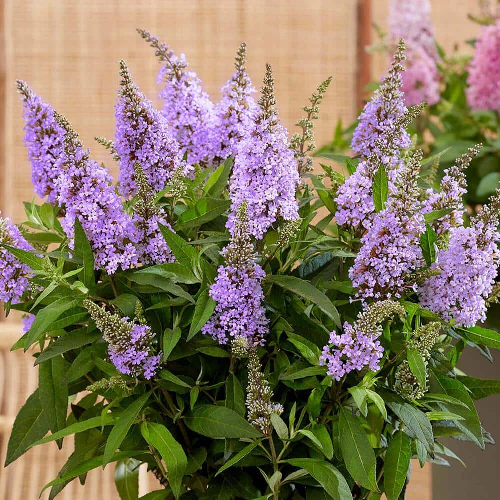 2.5 qt. Lil' Lavender Butterfly Bush (Buddleia) Live Shrub Plant, Light Purple...
