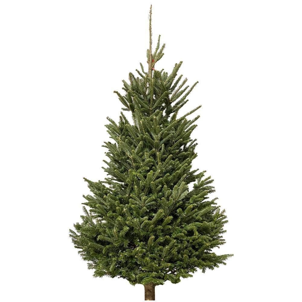 4 to 5 ft. Fraser Fir Christmas Tree