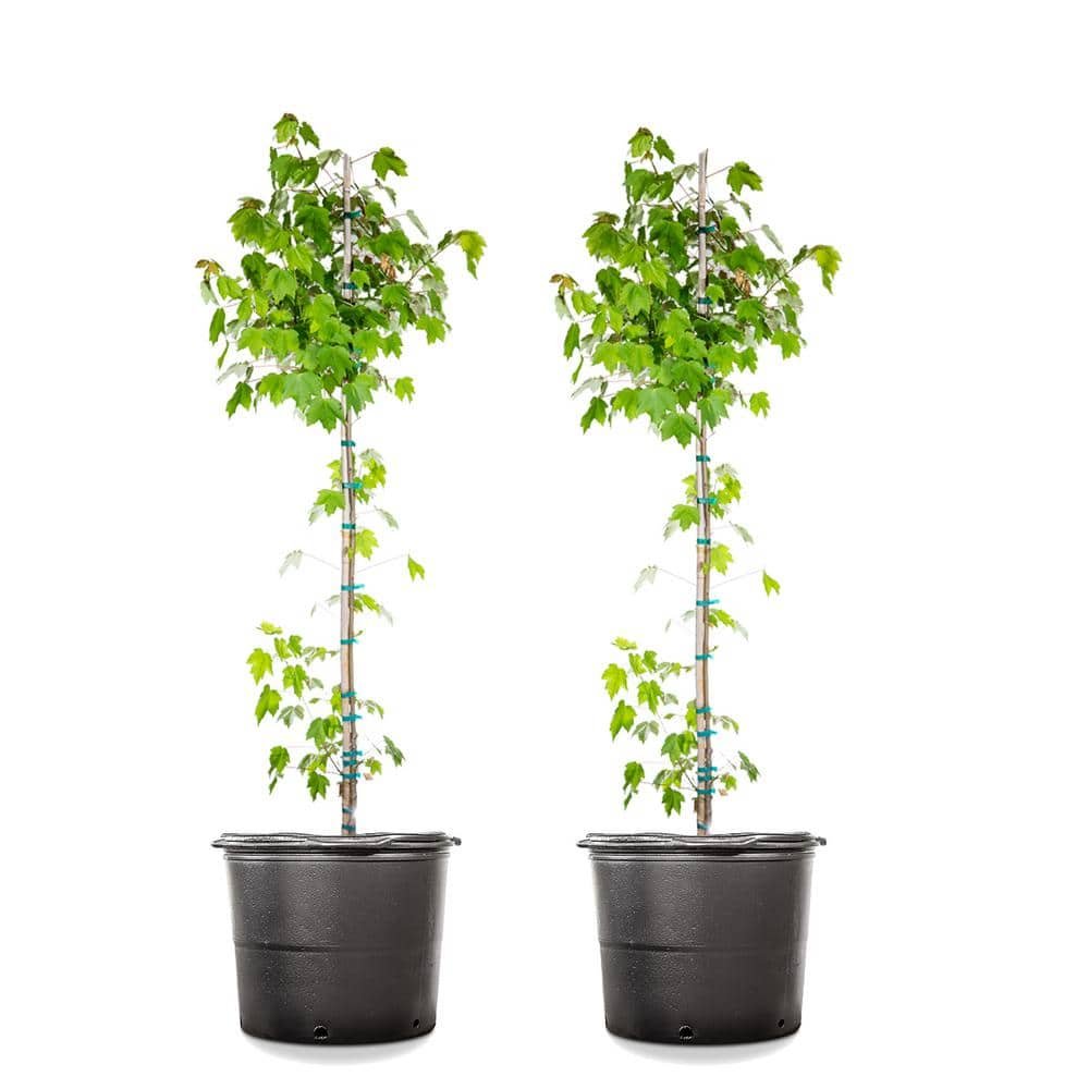 5 Gal. Brandywine Maple (2-Pack)