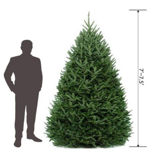7 ft. to 7.5 ft. Freshly Cut Fraser Fir Live Christmas Tree