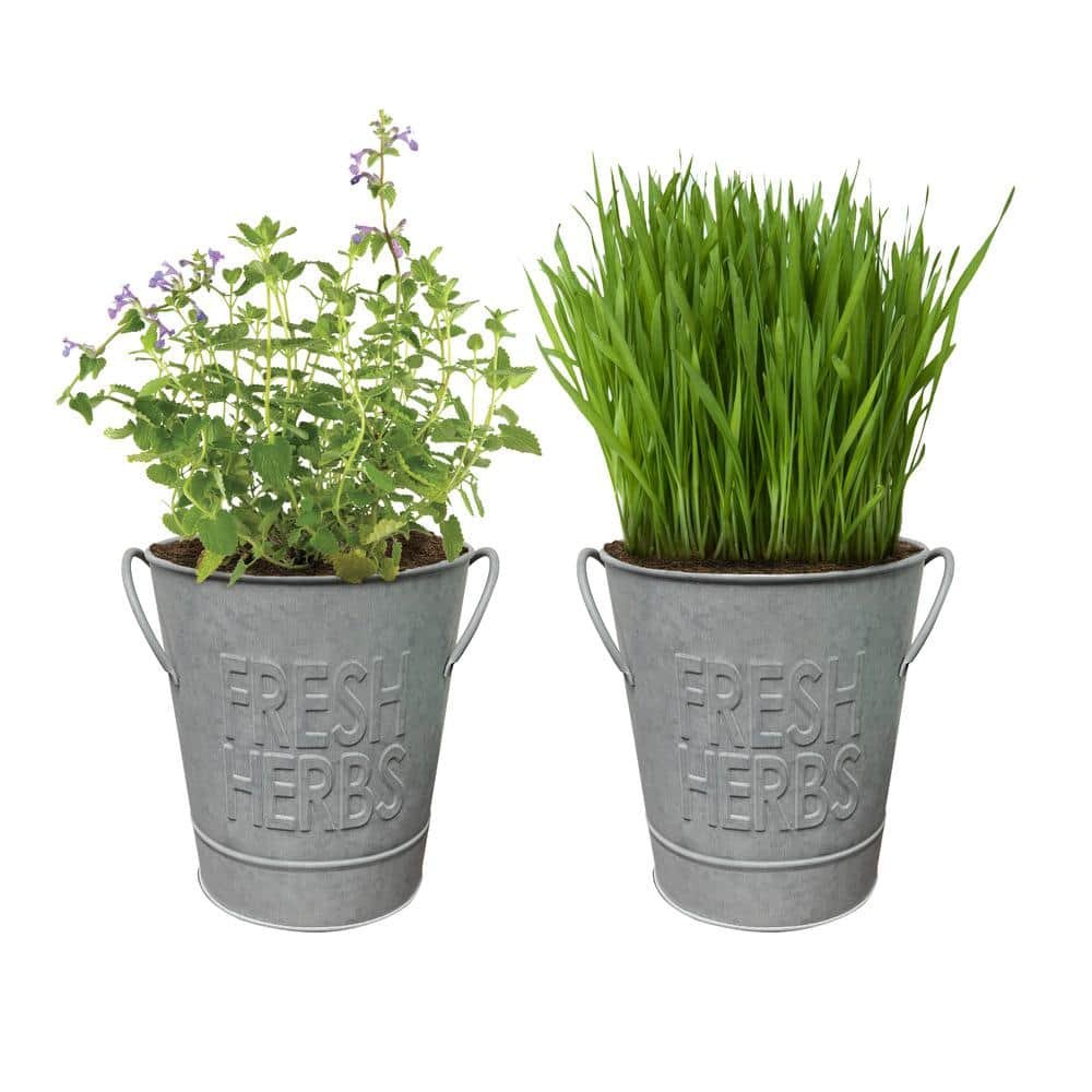 Herb Garden Kit with Aged Zinc Metal Planter (Cat Grass and Cat...