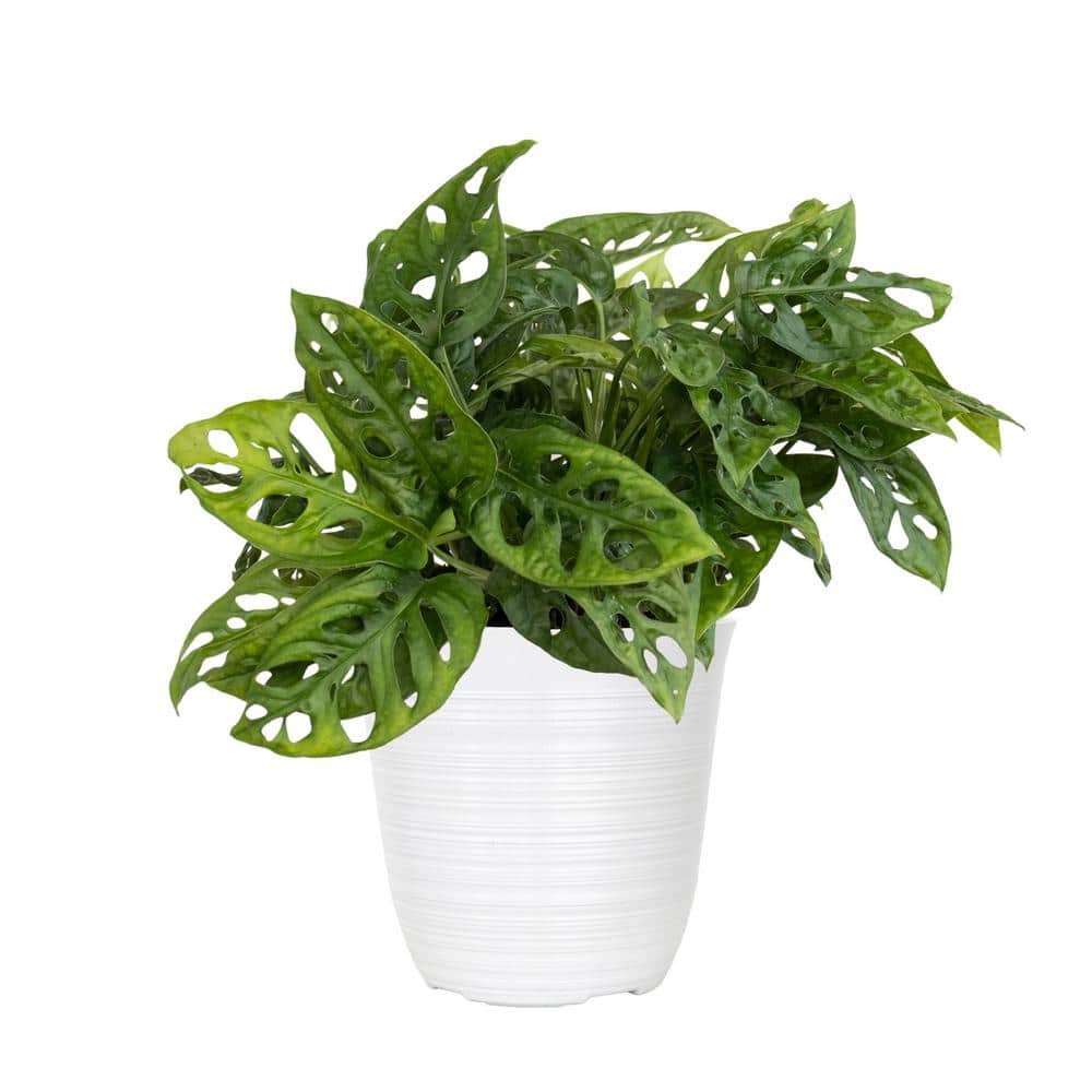 Monstera adansonii Swiss Cheese Vine Live Plant in 6 inch White Decor...