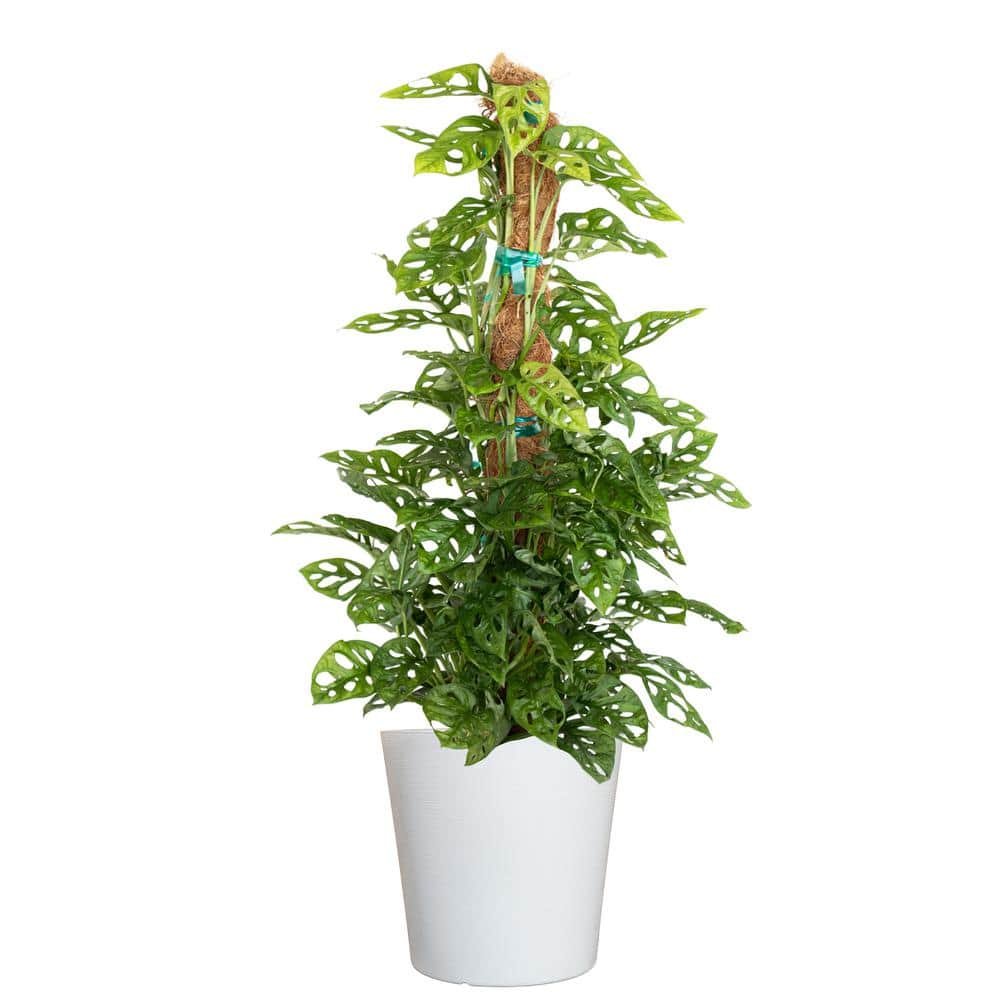 Monstera Adansonii Totem Swiss Cheese Vine Indoor Outdoor Live Plant in 10...