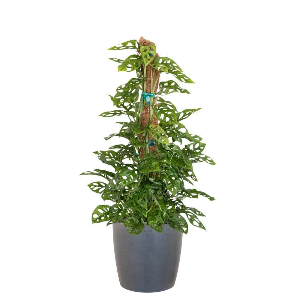 Monstera Adansonii Totem Swiss Cheese Vine Indoor Outdoor Live Plant in 10...