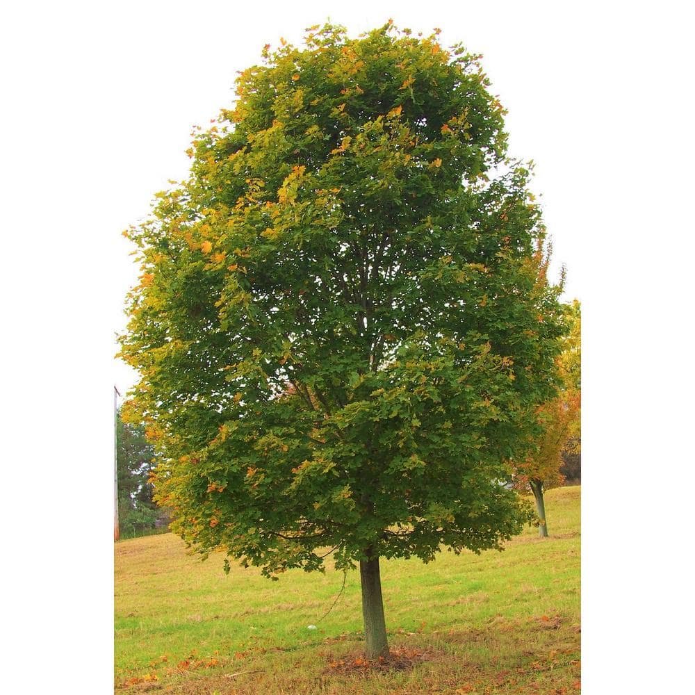 Norway Maple Tree - Among The Most Cold Hardy and Fastest Growing...