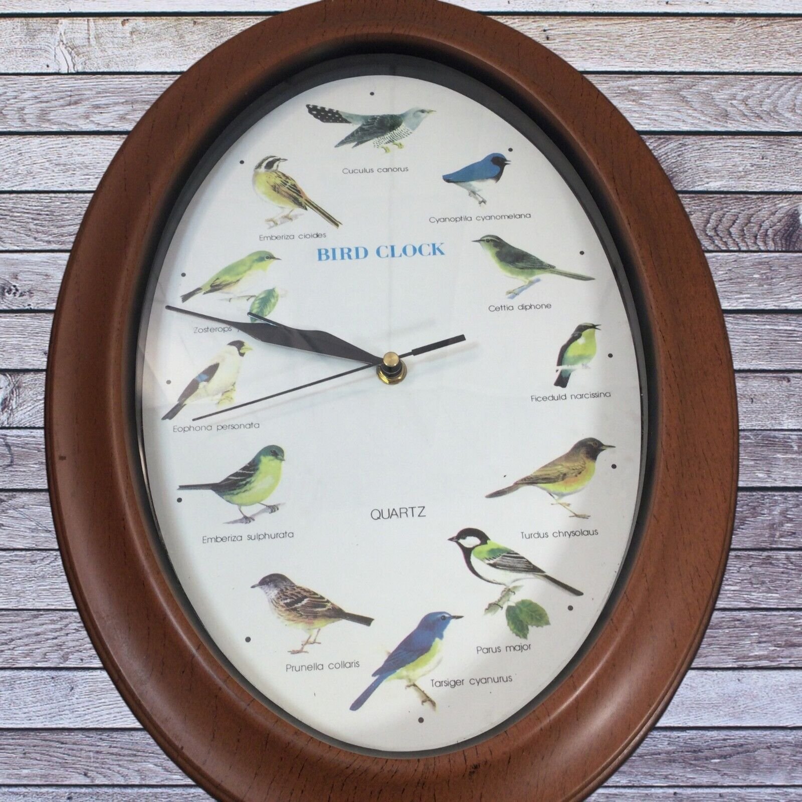 Song Birds of the World Singing Bird Quartz Wall Clock