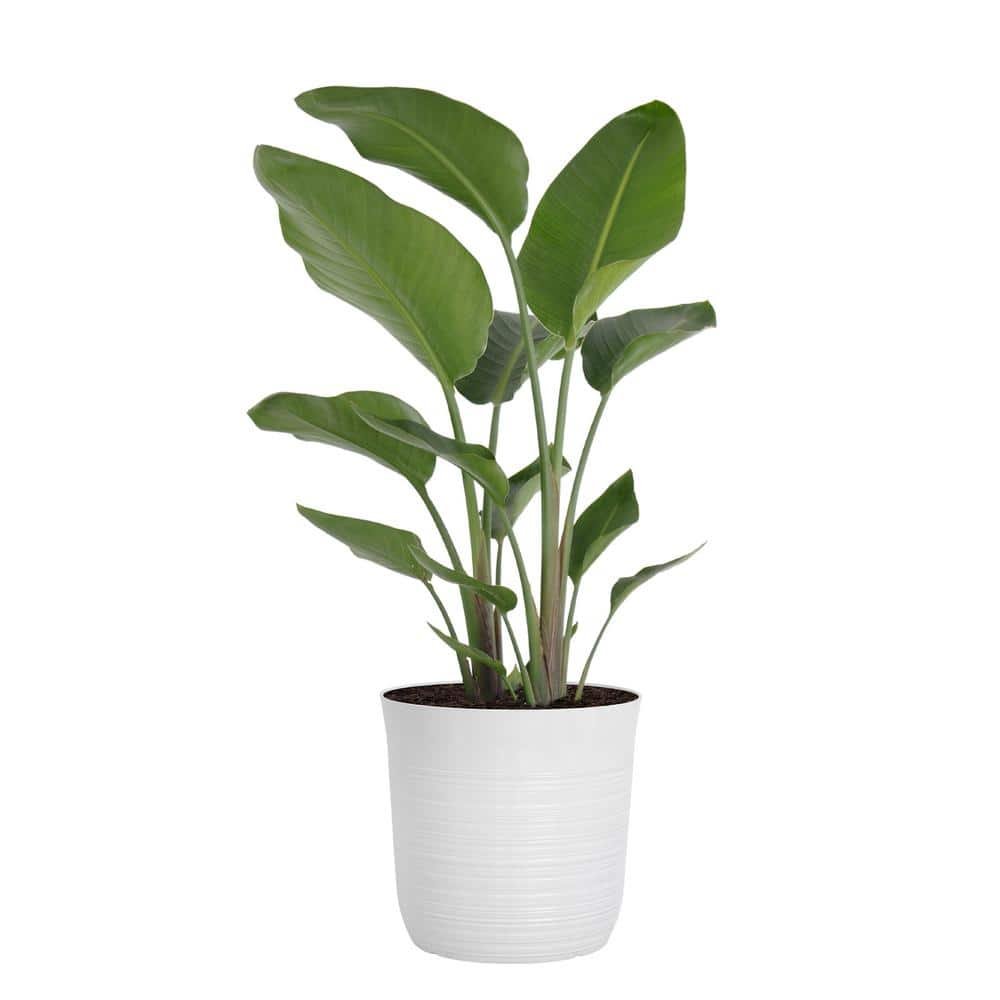 White Bird Of Paradise Live Plant in 10 inch White Decor Pot