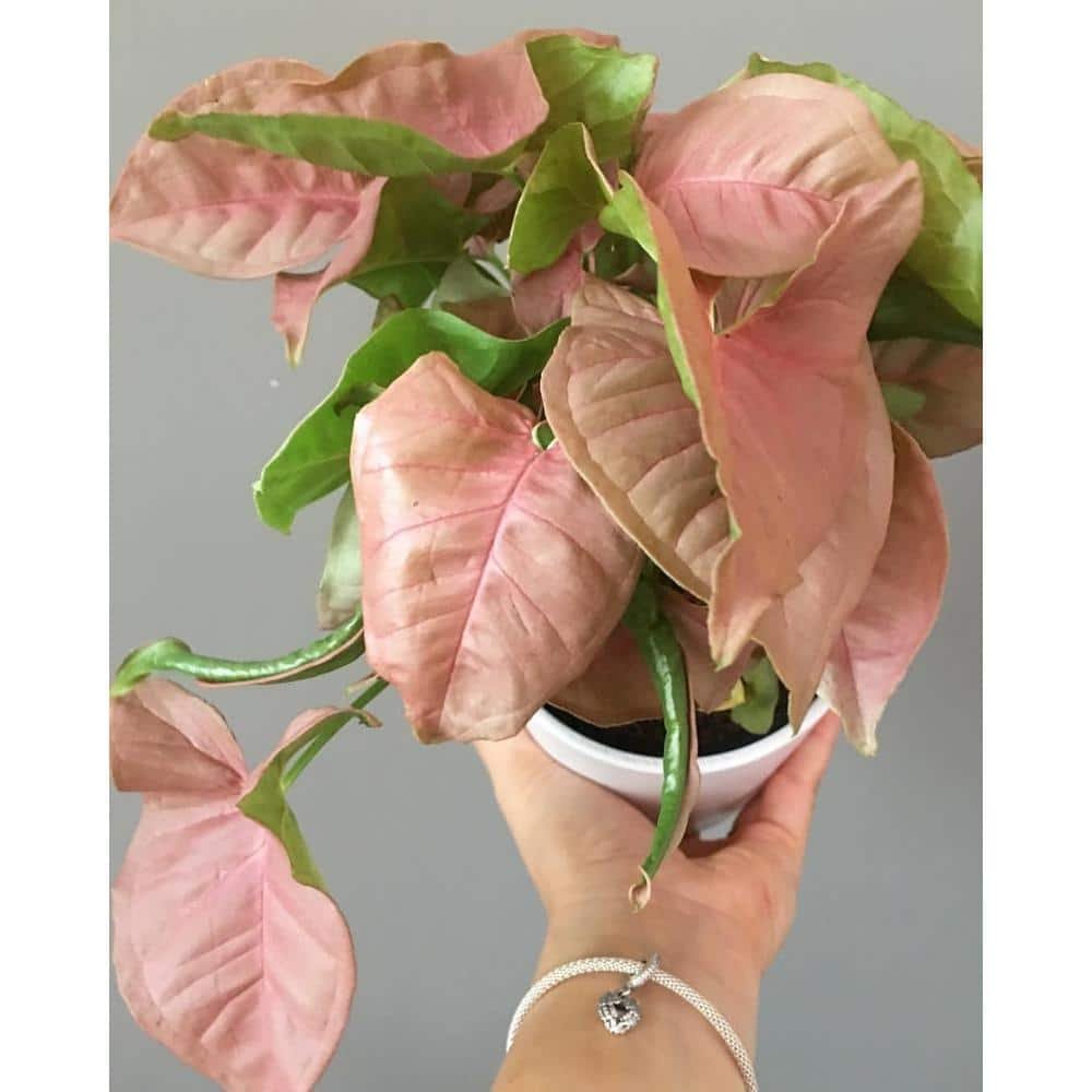 Syngonium Neon Pink-Live Plant in a 4 Inch Pot-Syngonium Podophyllum 'Neon Pink'-Houseplant...