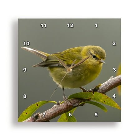3dRose, Costa Rica, Cordillera de Talamanca. Tennessee warbler bird close-up., 13x13 Wall Clock