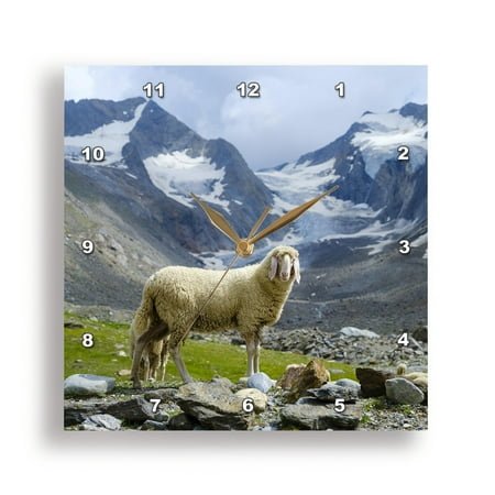 3dRose, Tiroler Bergschaf on its mountain pasture in the Otztal Alps, Austria, 15x15 Wall Clock