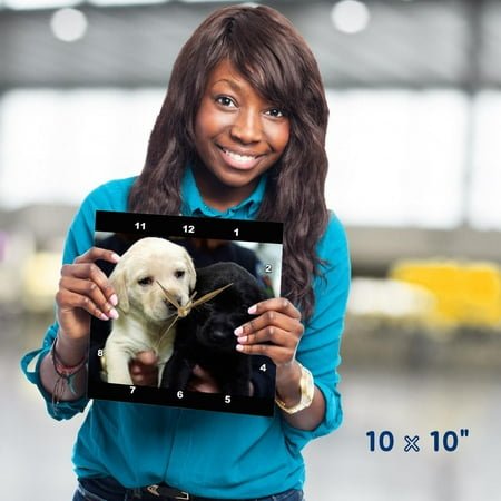 3dRose, Black and Yellow Lab Puppies, 10x10 Wall Clock
