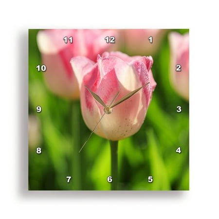 3dRose, Netherlands, Zuid Holland, Lisse. Tulips., 10x10 Wall Clock