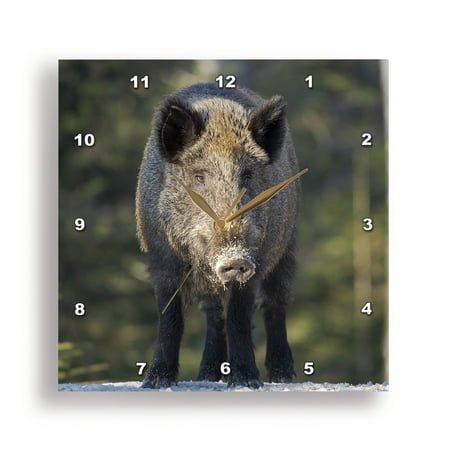 3dRose, Wild boar in a winter forest. National Park Bavarian Forest. Germany, 15x15 Wall Clock