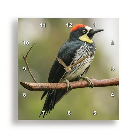 3dRose, Costa Rica, Cordillera de Talamanca. Acorn woodpecker on limb., 10x10 Wall Clock