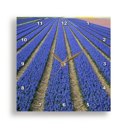 3dRose, Holland, Netherlands, Noord Holland. Rows of blooming hyacinth., 10x10 Wall Clock
