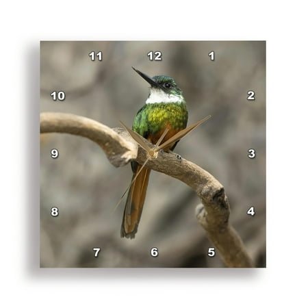 3dRose, Rufous-tailed Jacamar, on tree branch, Northern Pantanal, Brazil, 10x10 Wall Clock
