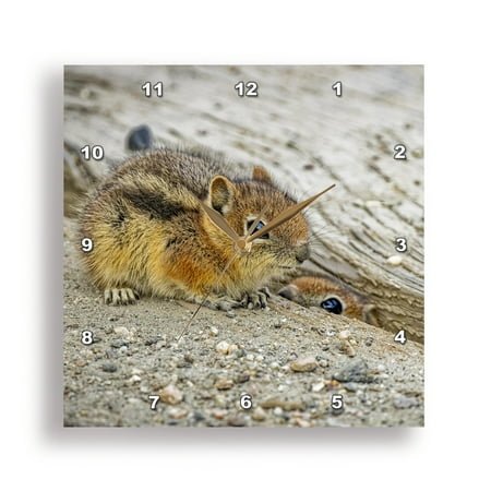 3dRose, Colorado, Gould. Baby golden-mantled ground squirrels close-up., 15x15 Wall Clock