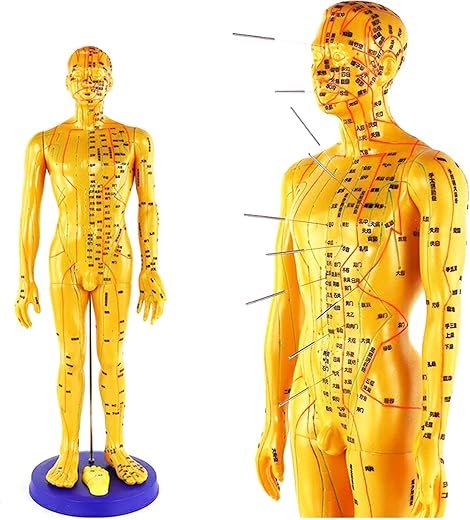 Chinese Medicine Acupuncture Model - 50Cm/19.6 Male Acupuncture Model PVC Material Human Meridian Points Model Massage Teaching Model Tuina Massage Pulse Reflex Model (A)