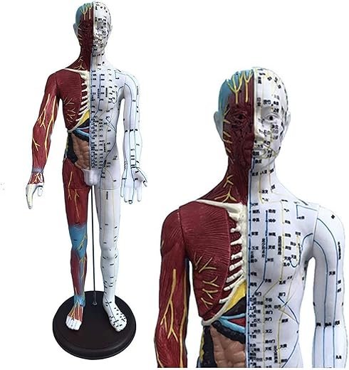 Male Acupuncture Model - Human Acupuncture Model - Chinese Medicine Meridian Point Muscle Anatomy Model - Half-Skin Half-Muscle Acupuncture Model