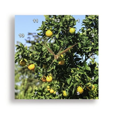 3dRose, Italy. Bright yellow lemons on a lemon tree., 15x15 Wall Clock