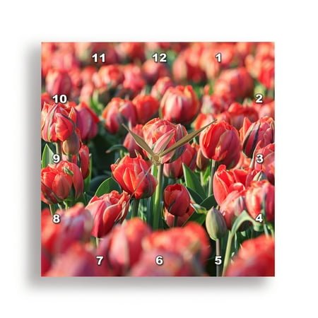 3dRose, Netherlands, Noth Holland. Het Zand. Tulip fields., 15x15 Wall Clock