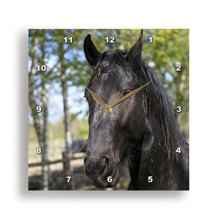 3dRose, Netherlands, Friesland Arabian horses being trained in area., 15x15 Wall Clock