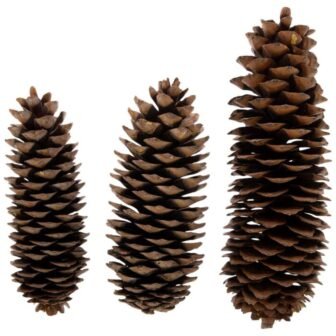 12 in. Sugar Pine Cones Arrangement (6-Pack)