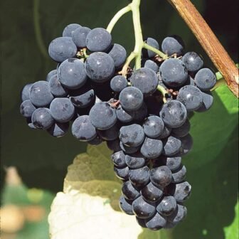 1.50 Gal. Pot, King of The North Grape (Vitis) Live Deciduous Fruit...