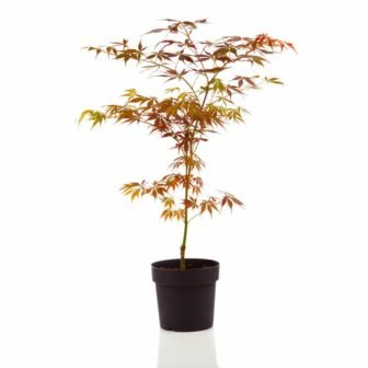 1 Gal. Bloodgood Japanese Maple Tree - Dark Red Leaves, Cold Hardy,...