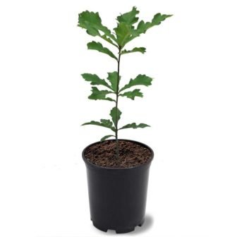 1 Gal. Swamp White Deciduous Oak Tree
