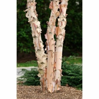 3 ft. River Birch Tree