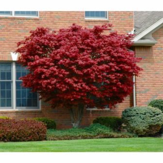 3 Gal. Bloodgood Japanese Maple Tree - Cold Hardy, vivid Scarlet Autumn...