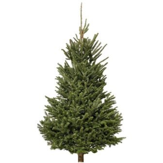 4 to 5 ft. Fraser Fir Christmas Tree