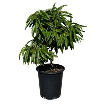 #5 container NectaZee Mini Deciduous Nectarine Tree