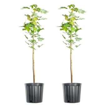 5 Gal. October Glory Maple Tree (2-Pack)