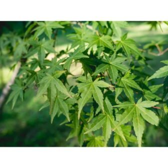 7 Gal. Japanese Maple Live Shrub Tree (1-Pack)
