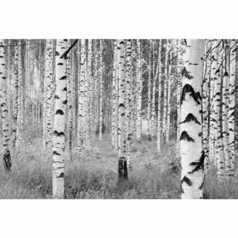 98 in. H x 145 in. W Birch Forest Wall Mural