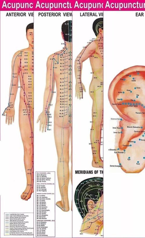 Acupuncture Points (3 Body + 1 Ear) Charts (Set of 4) + Free 5 Sujok Rings
