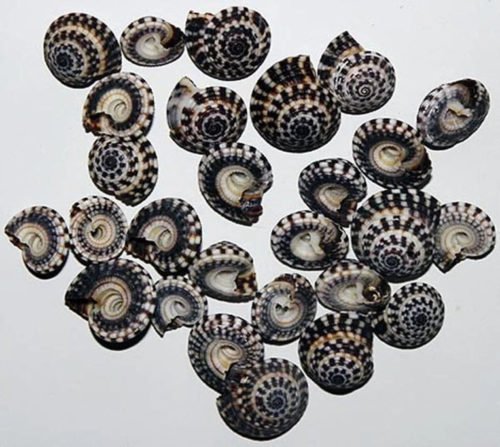 Cylinder Sundial ~ Heliacus Seashells ~ 1/2"~ (10 Shells)