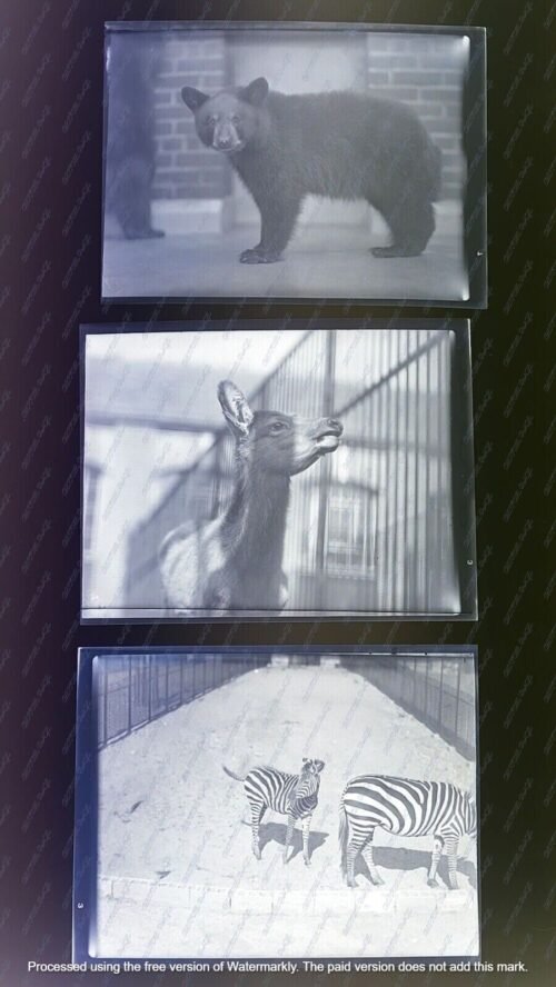 FAMOUS PHOTOGRAPHER 14 NEGATIVES 1944 CENTRAL PARK MANHATTAN ZOO PROSPECT PARK