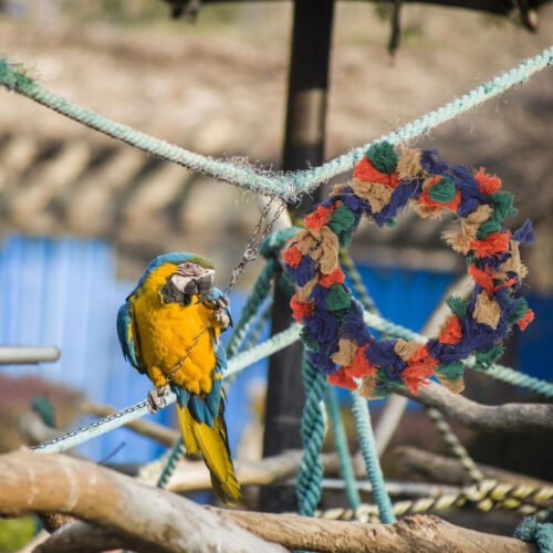 Large Parrot Swing for Macaws Bird Ring Perch Toys Parakeets Birds Exercise