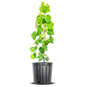 Mars Grape Vine Plant in 3 Gal. Grower's Pot, Delicious Dark Purple...